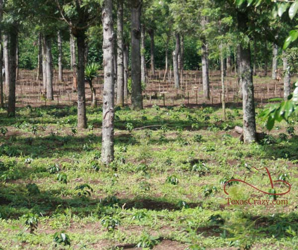 Coffee Plantation Shaded New Planting