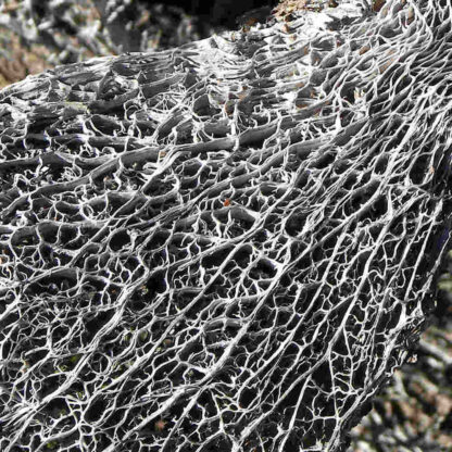 dried opuntia cactus skeleton leaf closeup