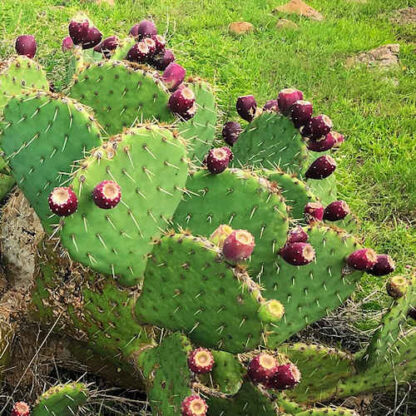 prickly pear cactus plant leaves